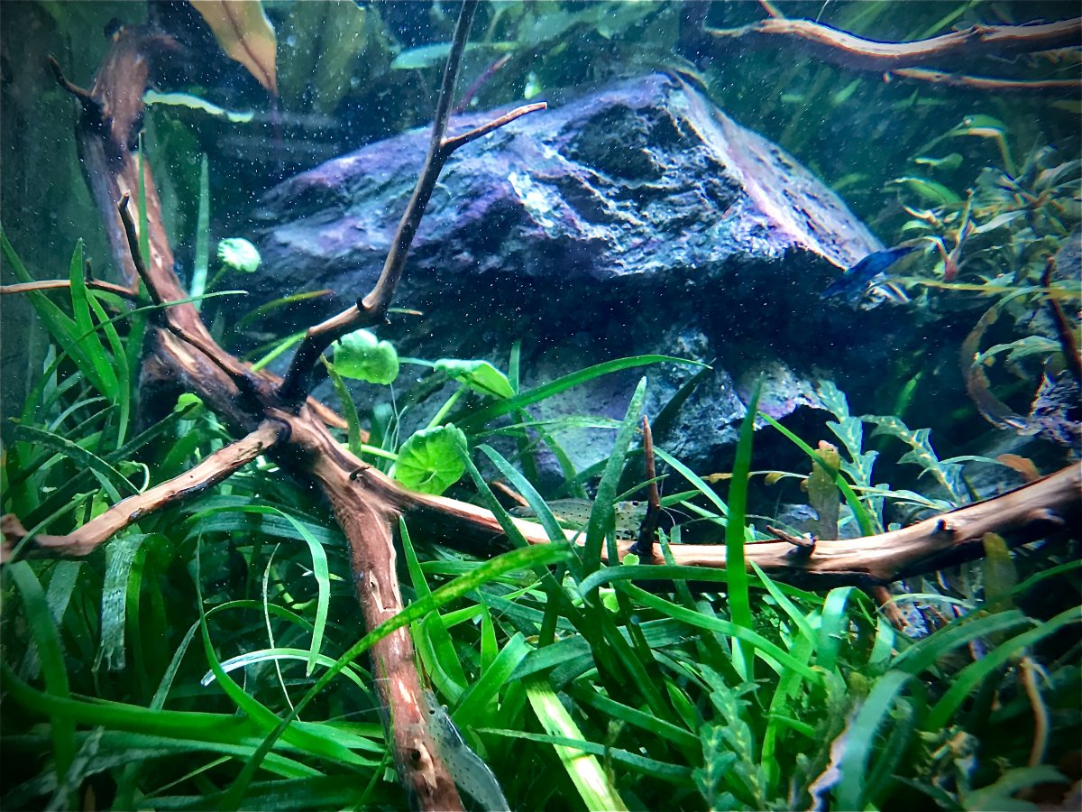 Juniper wood ( Sendes ikke ) Hardscape Aquascaping AmaZoonia